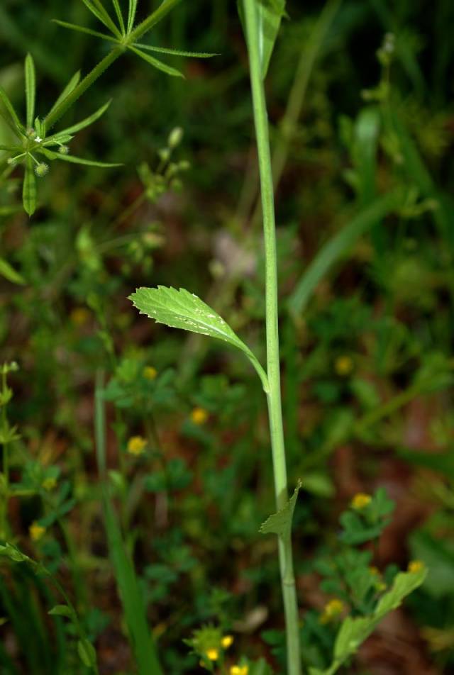 عکسهای خردل قهوه ای Brassica juncea 4